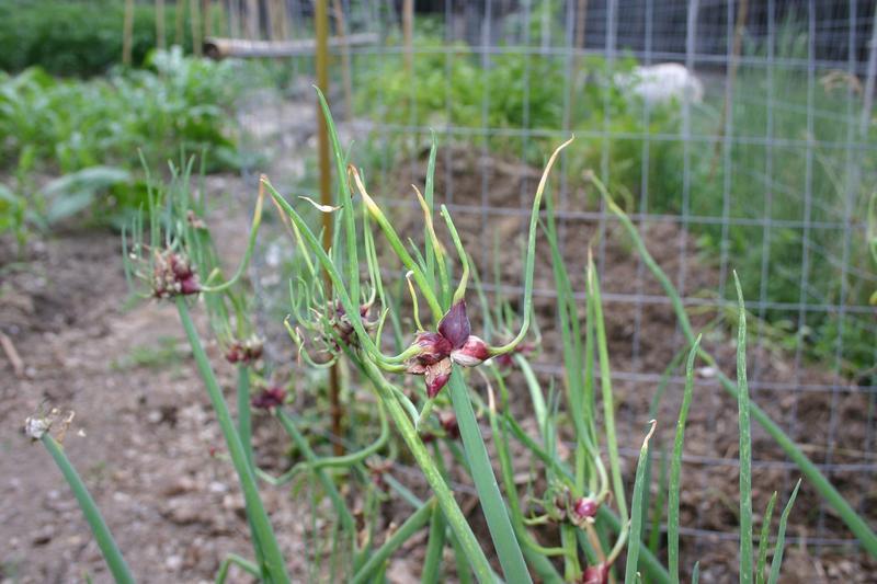 Egyptian Walking Onion — Growing