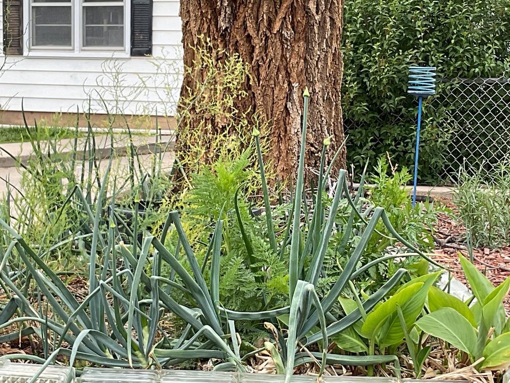 Egyptian Walking Onion — Young