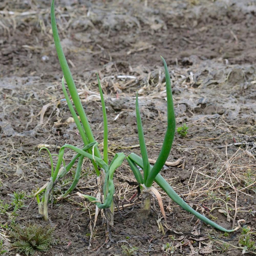 White Lisbon Scallions — Growing