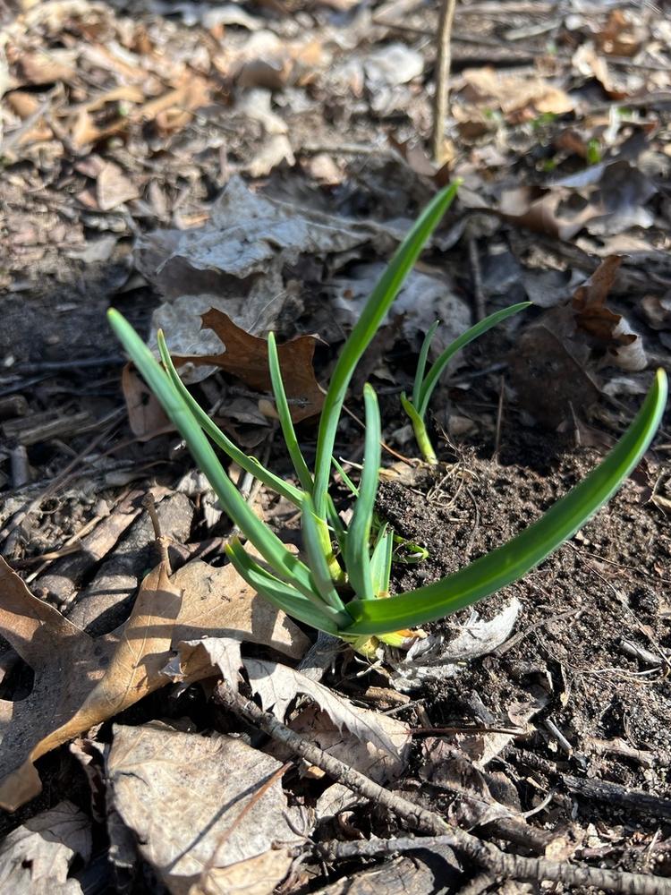 White Lisbon Scallions — Young