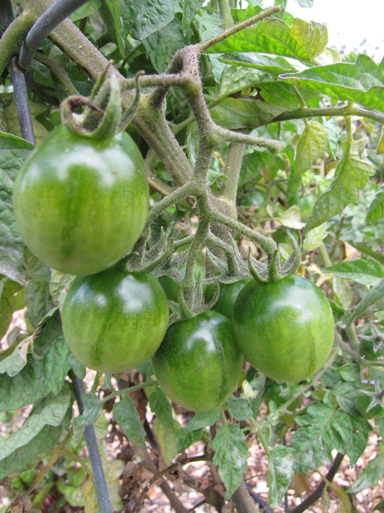 Tomato (Whopper) — Growing