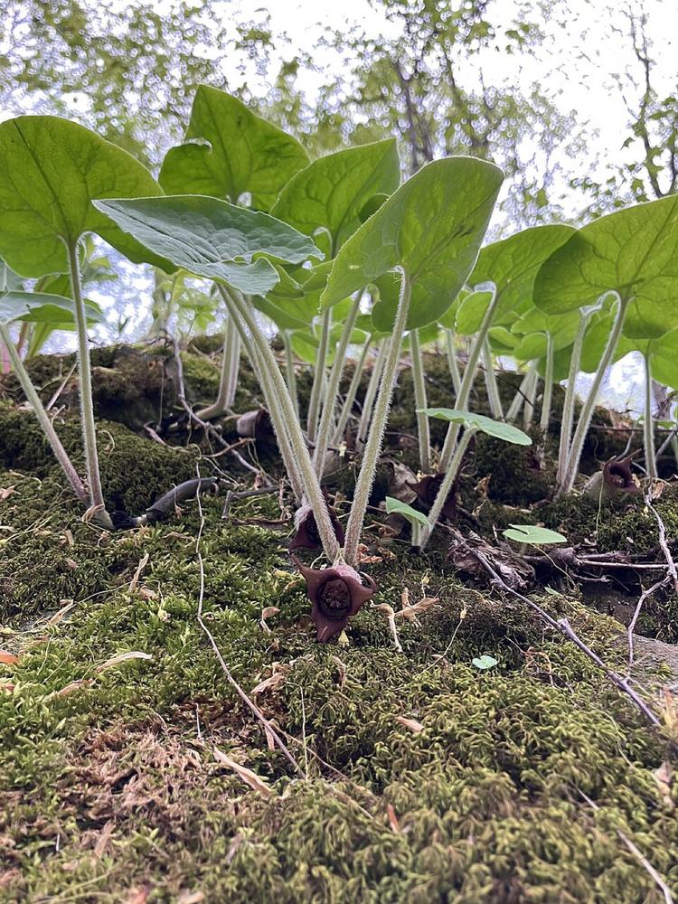 Wild Ginger — Growing