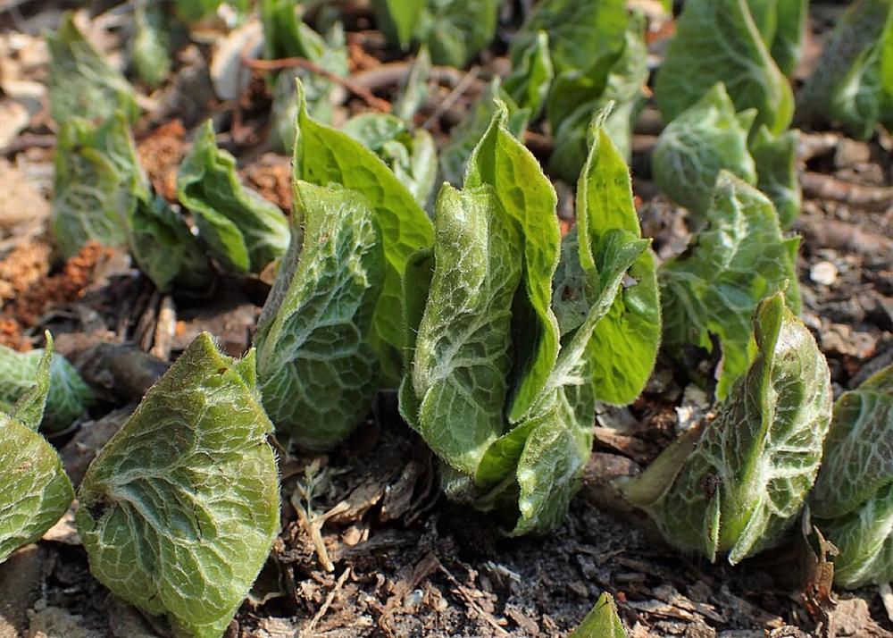 Wild Ginger — Young