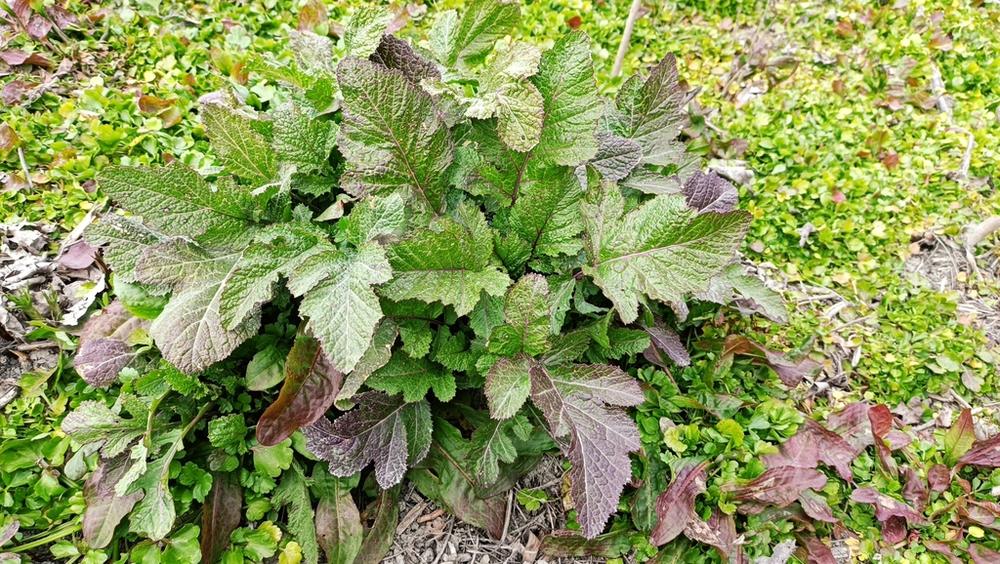 Organic Wasabi Mustard — Growing
