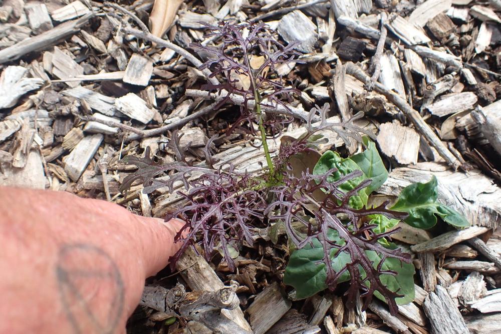 Organic Wasabi Mustard — Young