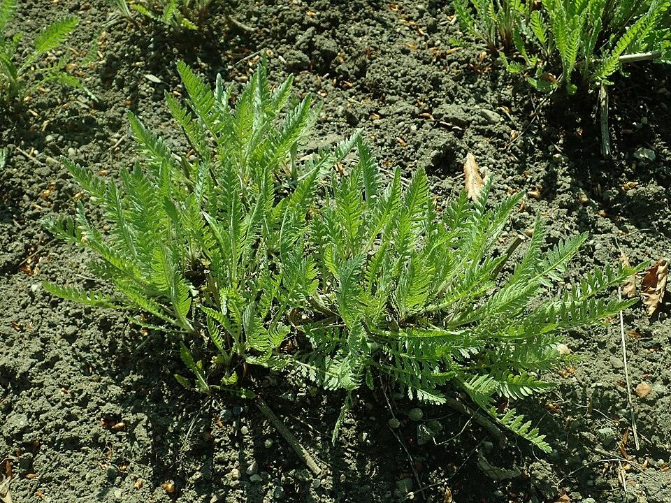 Yellow Yarrow — Young