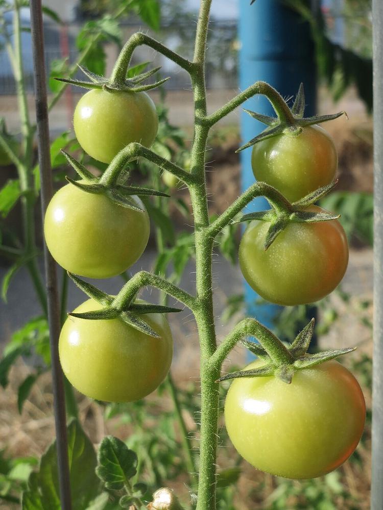 Tomato (Yellow Cherry) — Growing