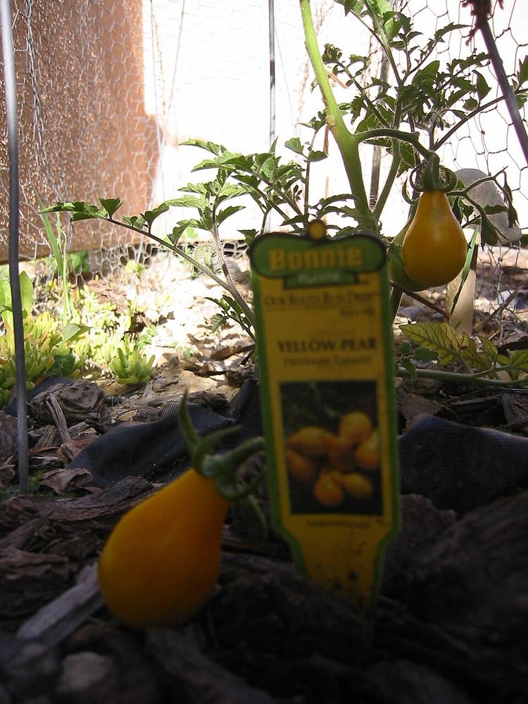 Tomato (Yellow Pear) — Growing