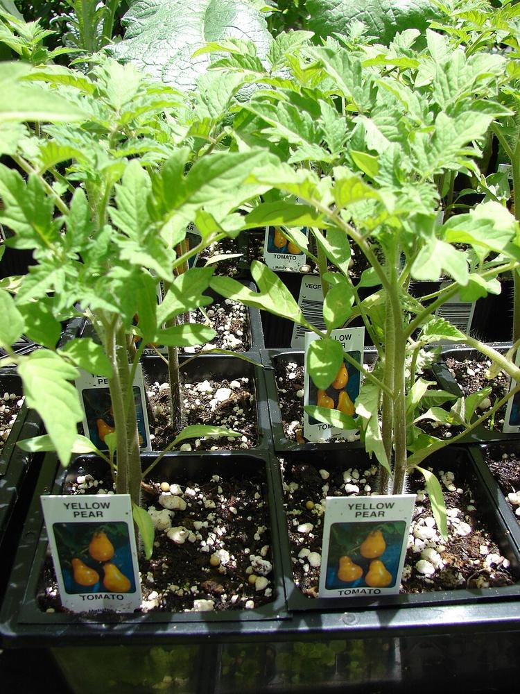 Tomato (Yellow Pear) — Young